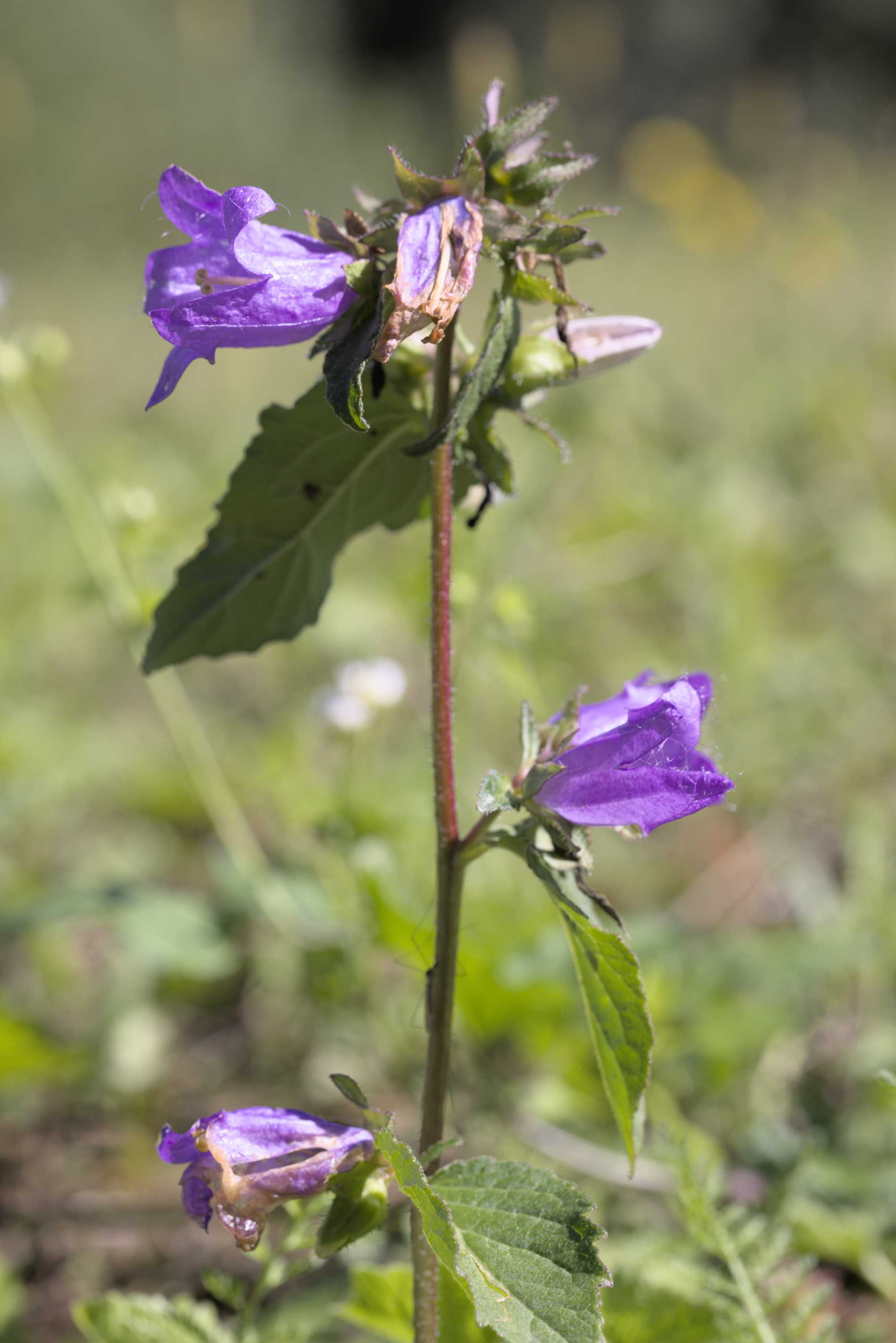 Nesselblättrige Glockenblume (Campanula trachelium), Lokation: Slowenien | Ostslowenien | Drau-Gegend | Videm Kategorien: Blüte, Familie: Campanulaceae (Glockenblumengewächse ), Datum: 11.09.2022