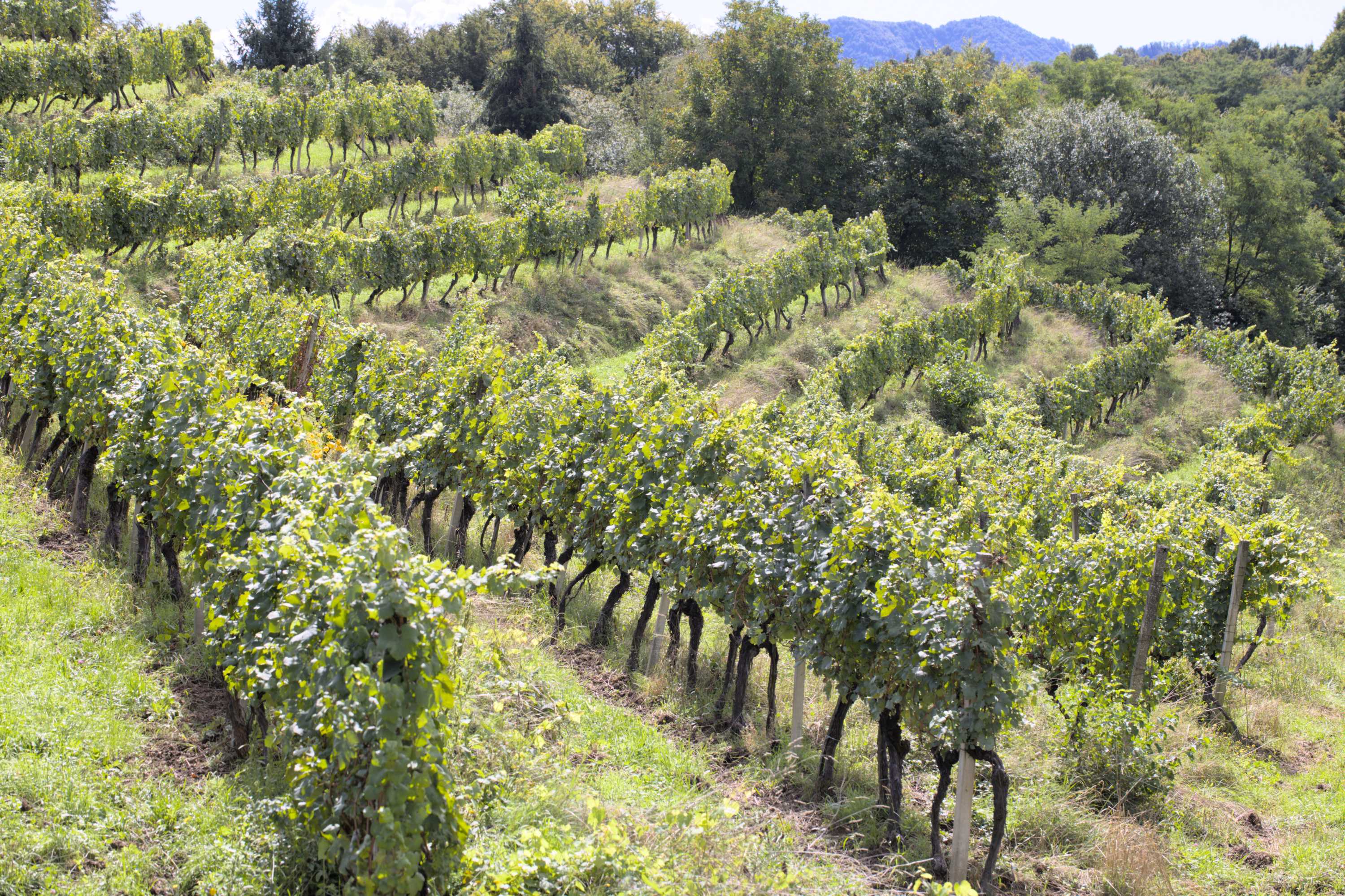Lokation: Slowenien | Ostslowenien | Drau-Gegend | Videm Kategorien: Landwirtschaft, Datum: 11.09.2022