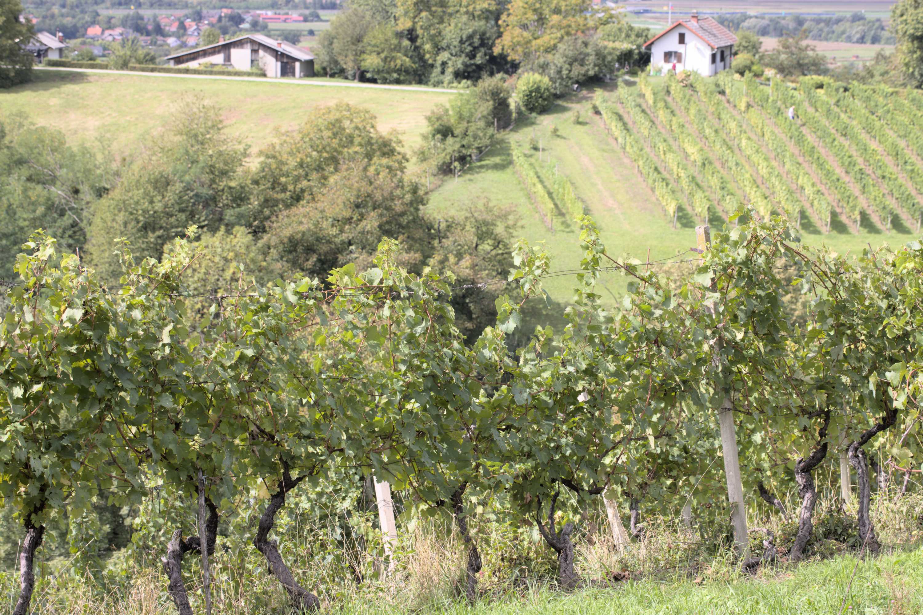 Lokation: Slowenien | Ostslowenien | Drau-Gegend | Videm Kategorien: Landwirtschaft, Datum: 11.09.2022