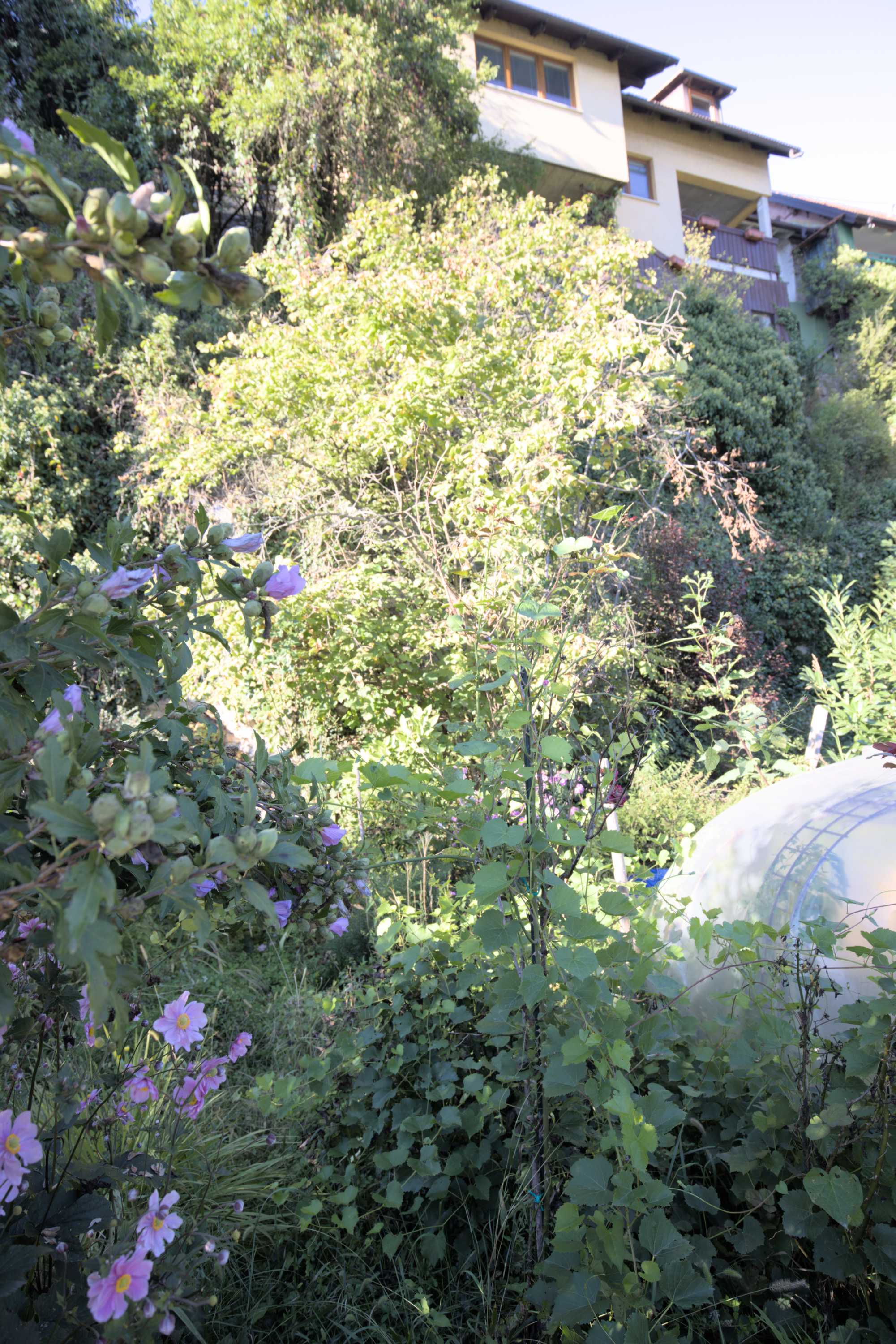 Lokation: Slowenien | Ostslowenien | Südostslowenien | Novo mesto Kategorien: Garten, Datum: 12.09.2022