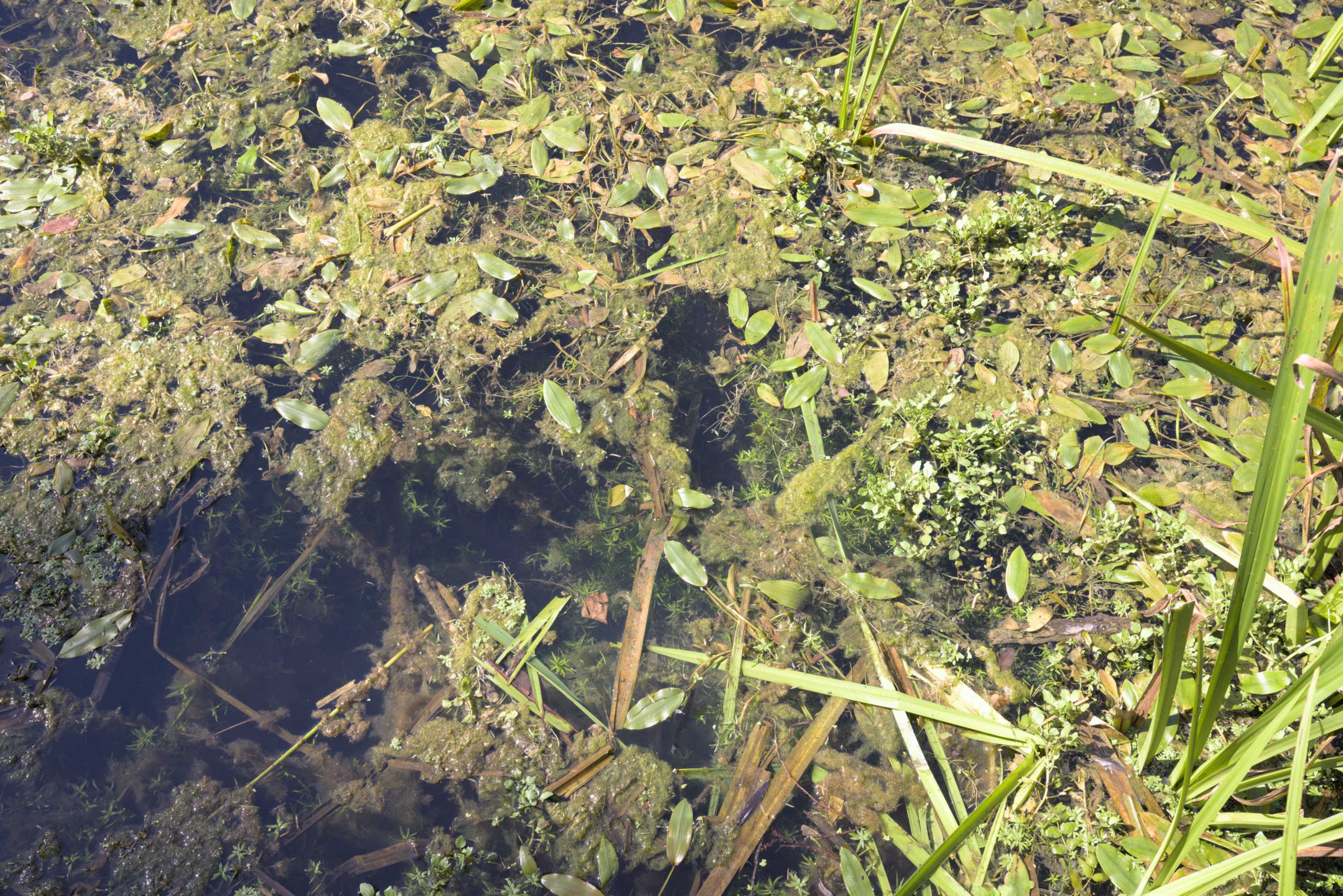 Lokation: Slowenien | Ostslowenien | Südostslowenien | Semi? Kategorien: Vegetation, Datum: 13.09.2022