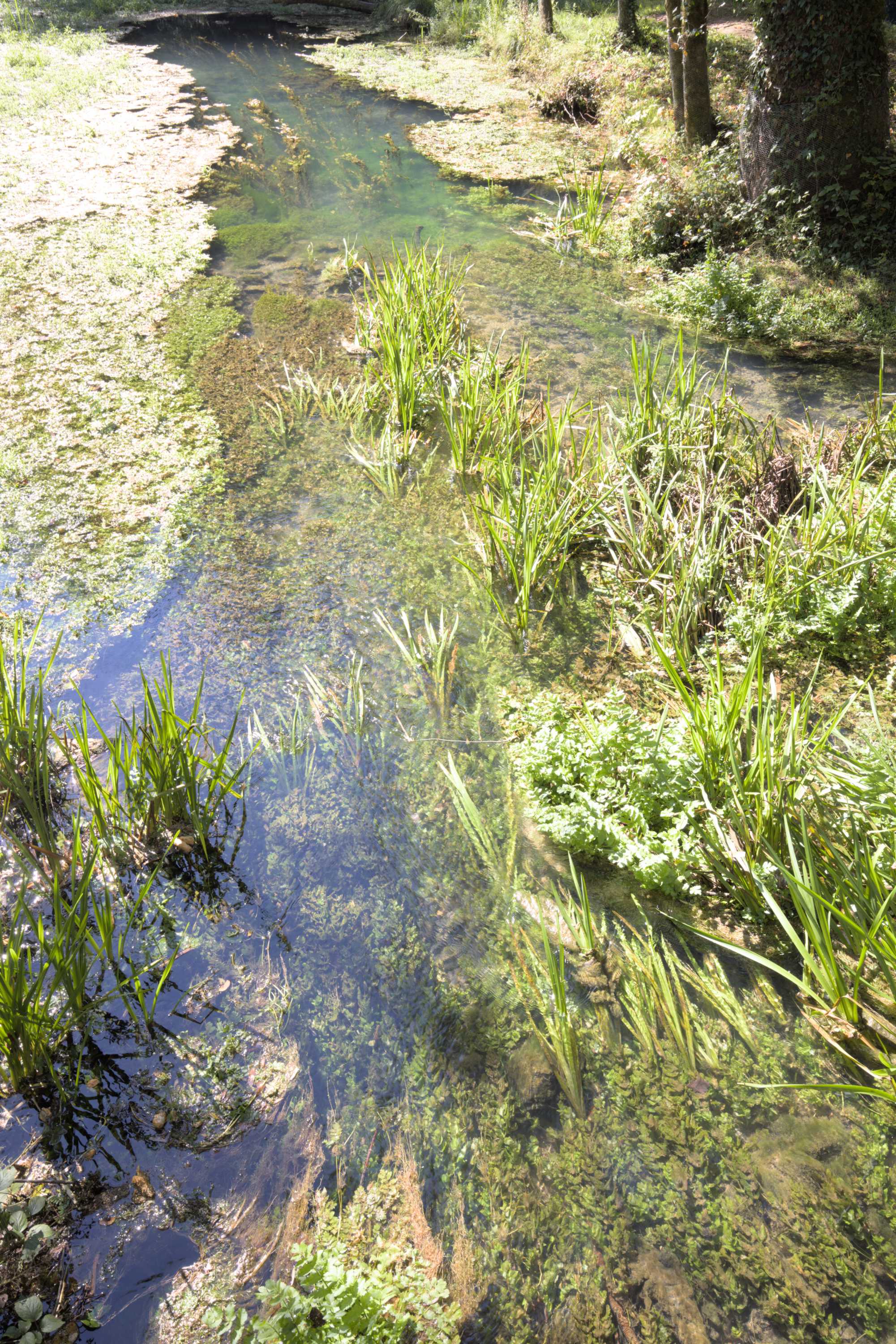 Lokation: Slowenien | Ostslowenien | Südostslowenien | Semi? Kategorien: Vegetation, Datum: 13.09.2022