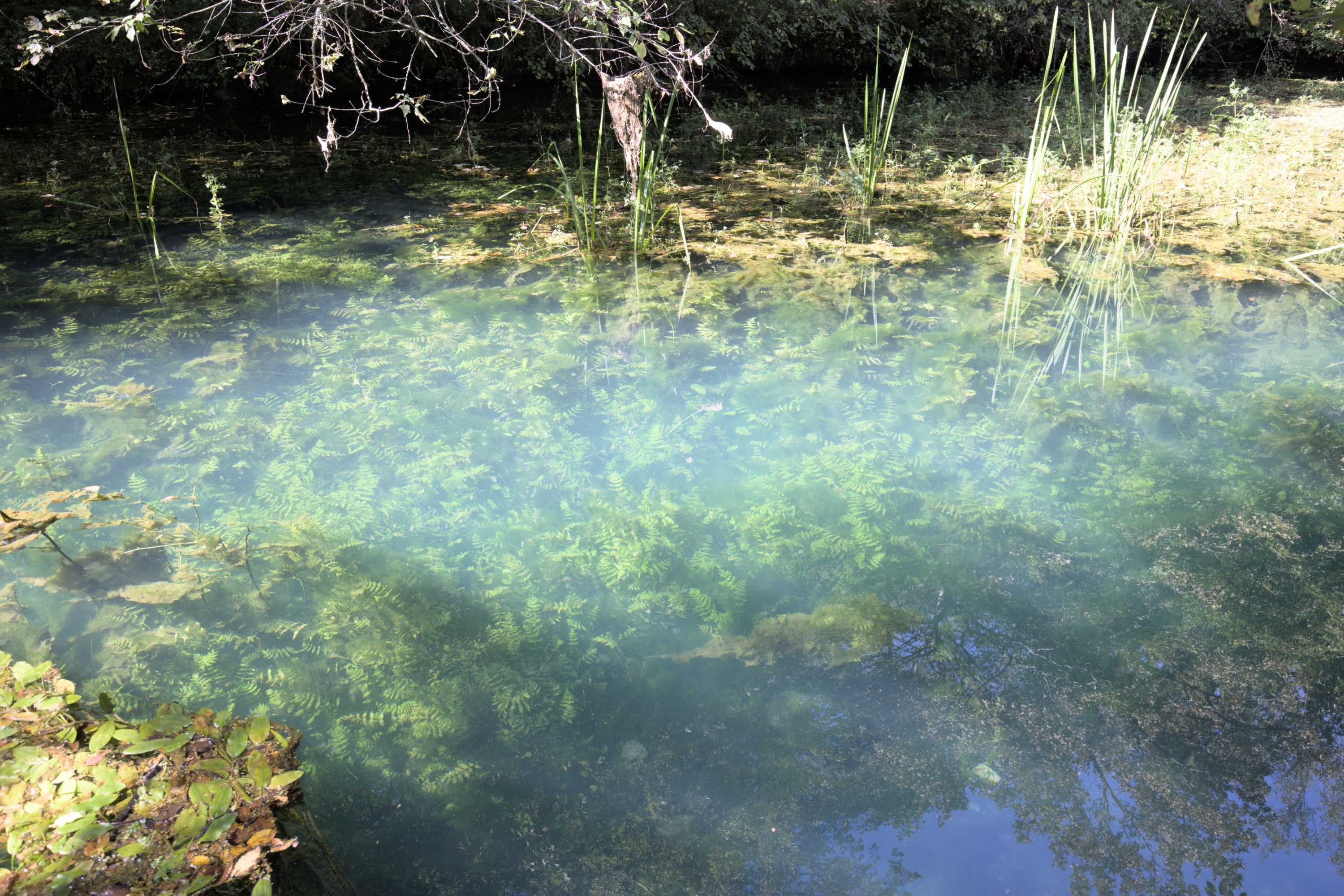 Lokation: Slowenien | Ostslowenien | Südostslowenien | Semi? Kategorien: Quelle, Datum: 13.09.2022