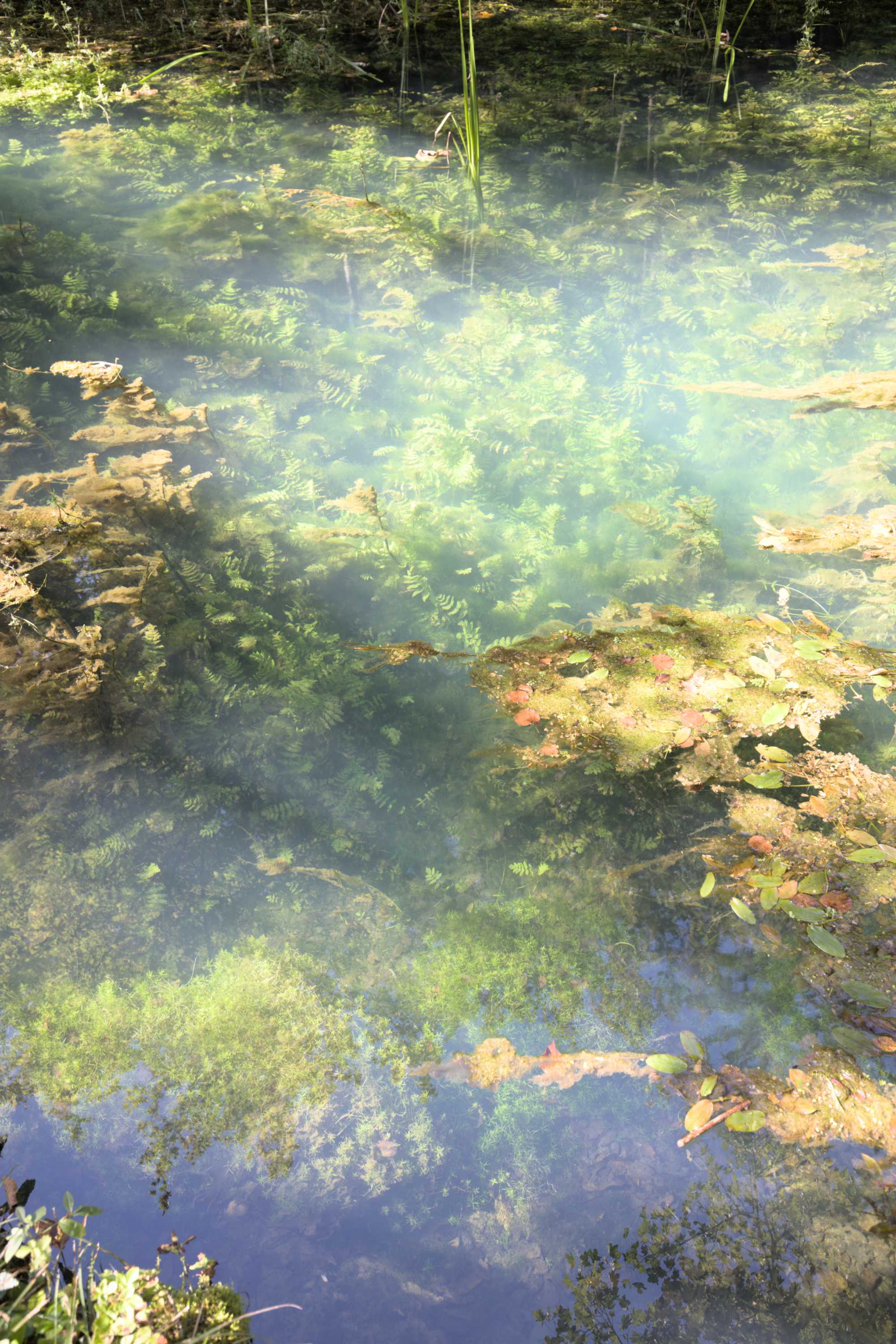 Lokation: Slowenien | Ostslowenien | Südostslowenien | Semi? Kategorien: Quelle, Datum: 13.09.2022