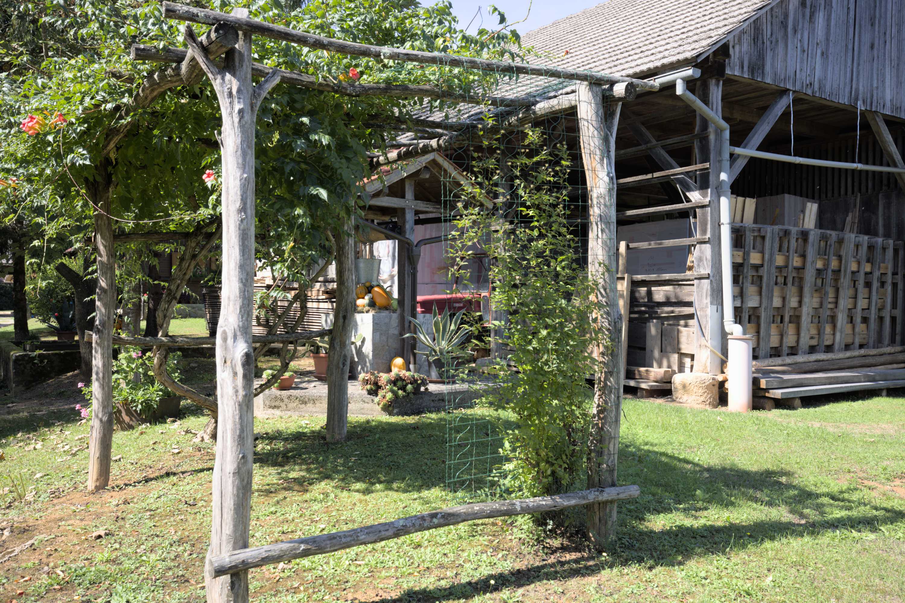 Lokation: Slowenien | Ostslowenien | Südostslowenien | Semi? Kategorien: Kletterpflanzen, Datum: 13.09.2022