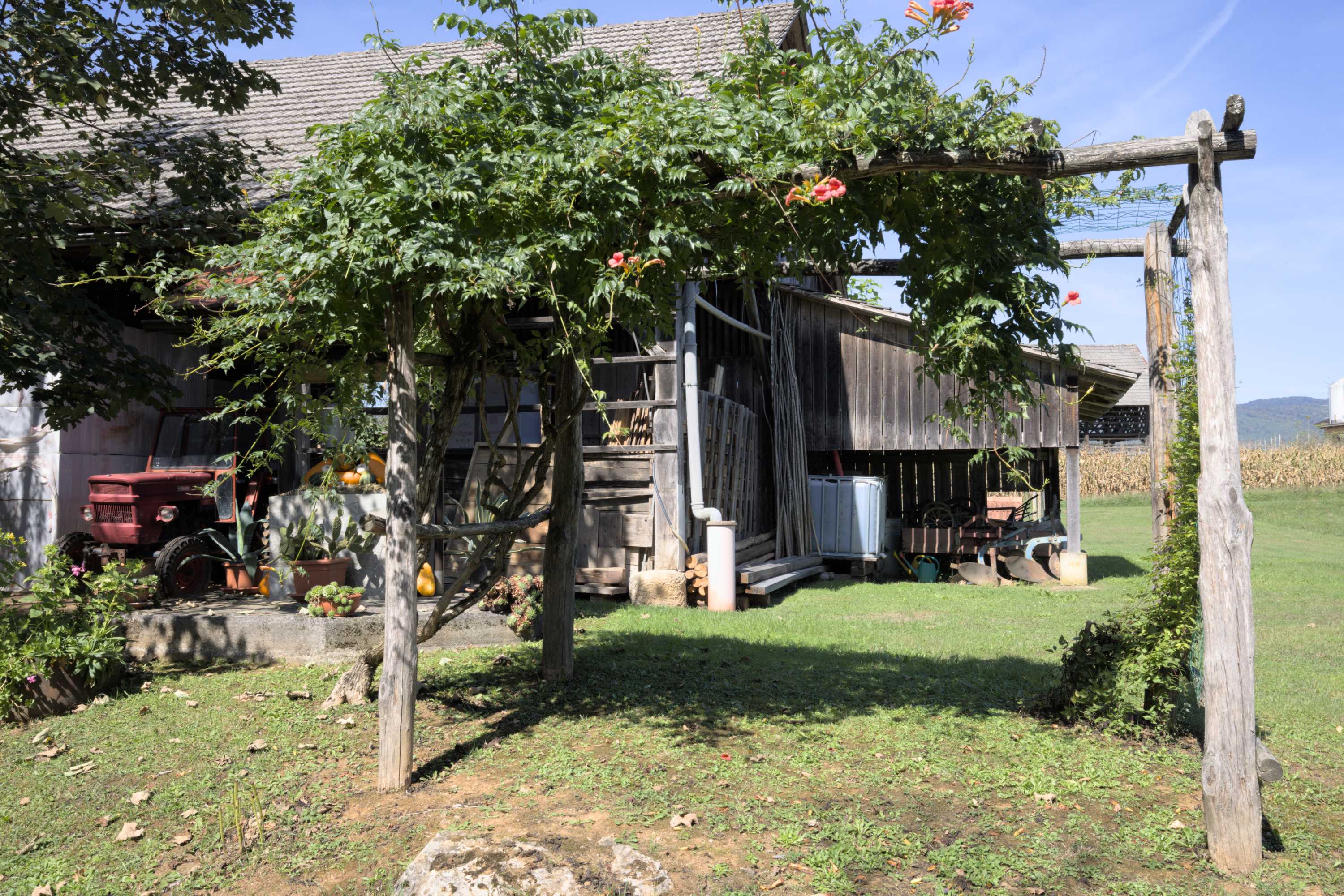 Lokation: Slowenien | Ostslowenien | Südostslowenien | Semi? Kategorien: Kletterpflanzen, Datum: 13.09.2022