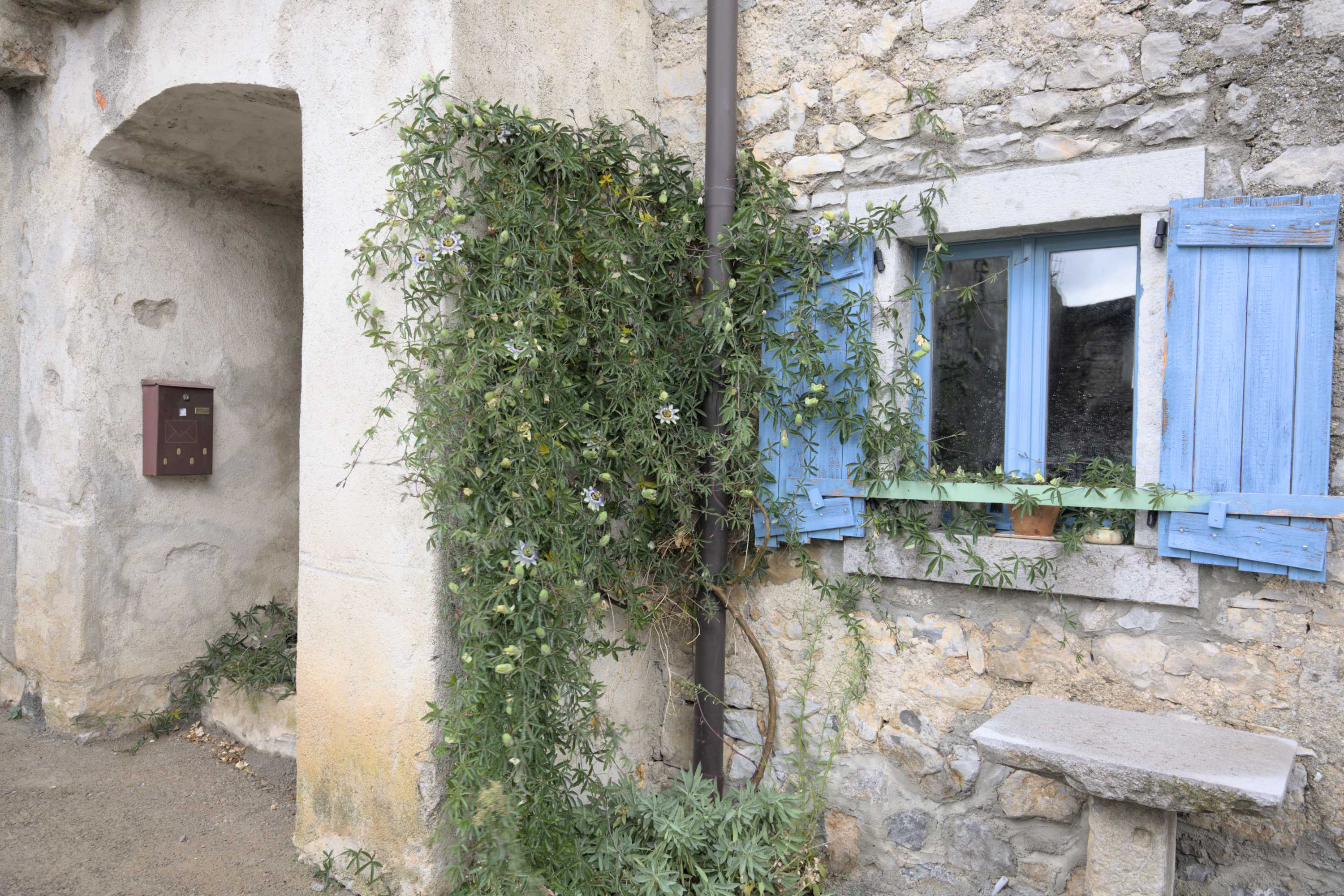 Lokation: Slowenien | Westslowenien | Küsten- und Karstgebiet | Komen Kategorien: Türen, Kletterpflanzen, Datum: 15.09.2022