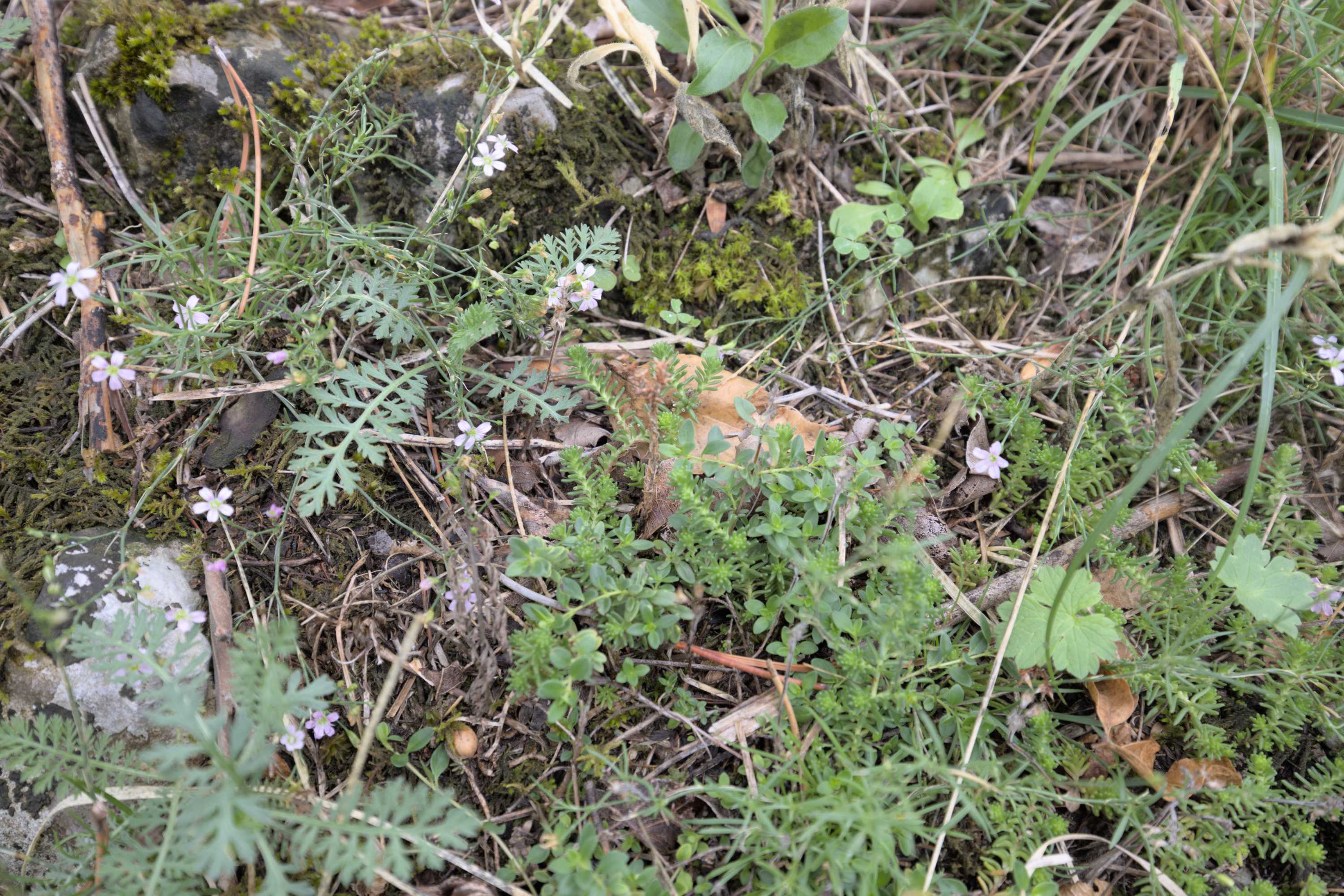 Lokation: Slowenien | Westslowenien | Küsten- und Karstgebiet | Komen Kategorien: Vegetation, Datum: 15.09.2022