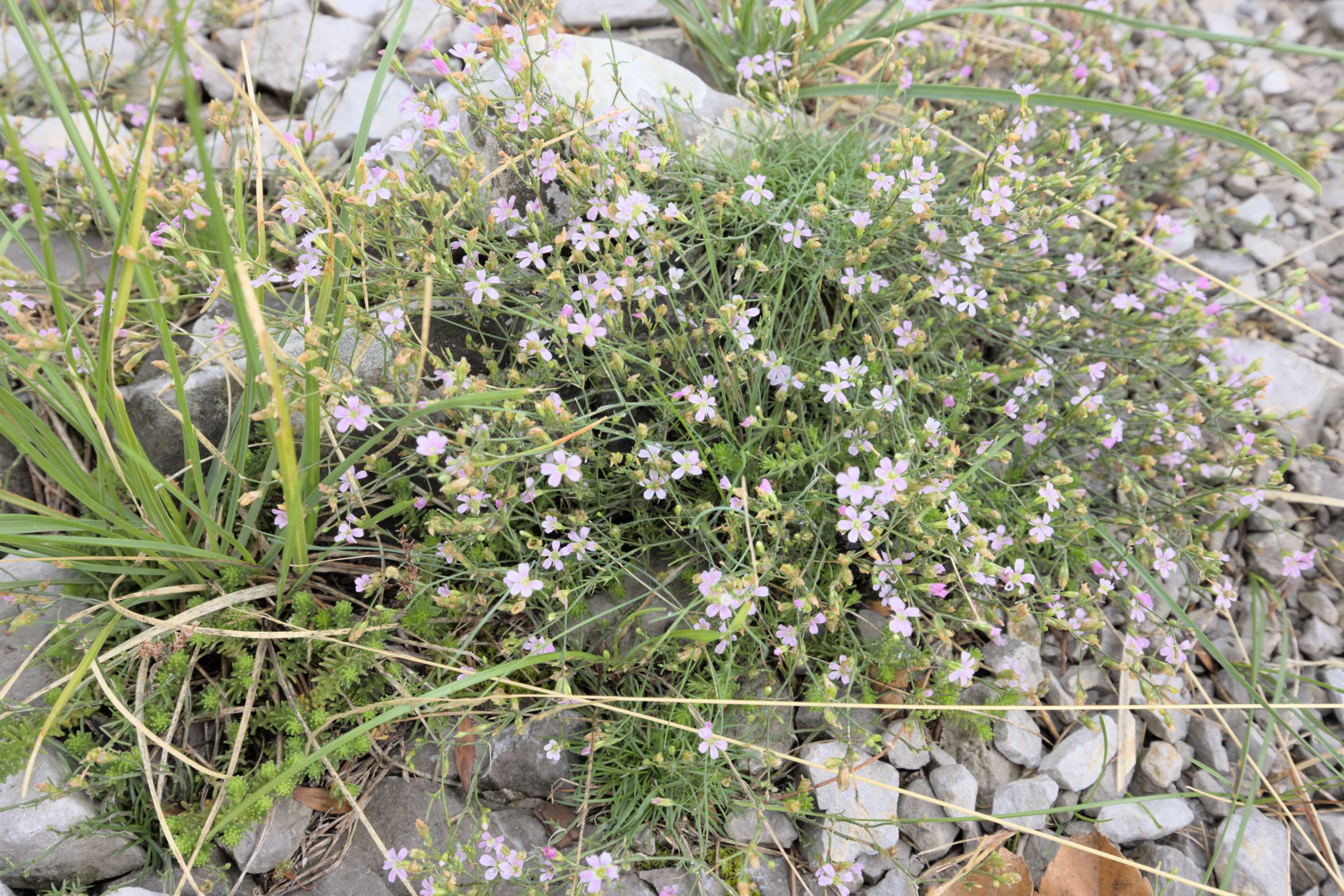 Steinbrech-Felsennelke (Petrorhagia saxifraga), Lokation: Slowenien | Westslowenien | Küsten- und Karstgebiet | Komen Kategorien: Vegetation, Familie: Caryophyllaceae (Nelkengewächse ), Datum: 15.09.2022