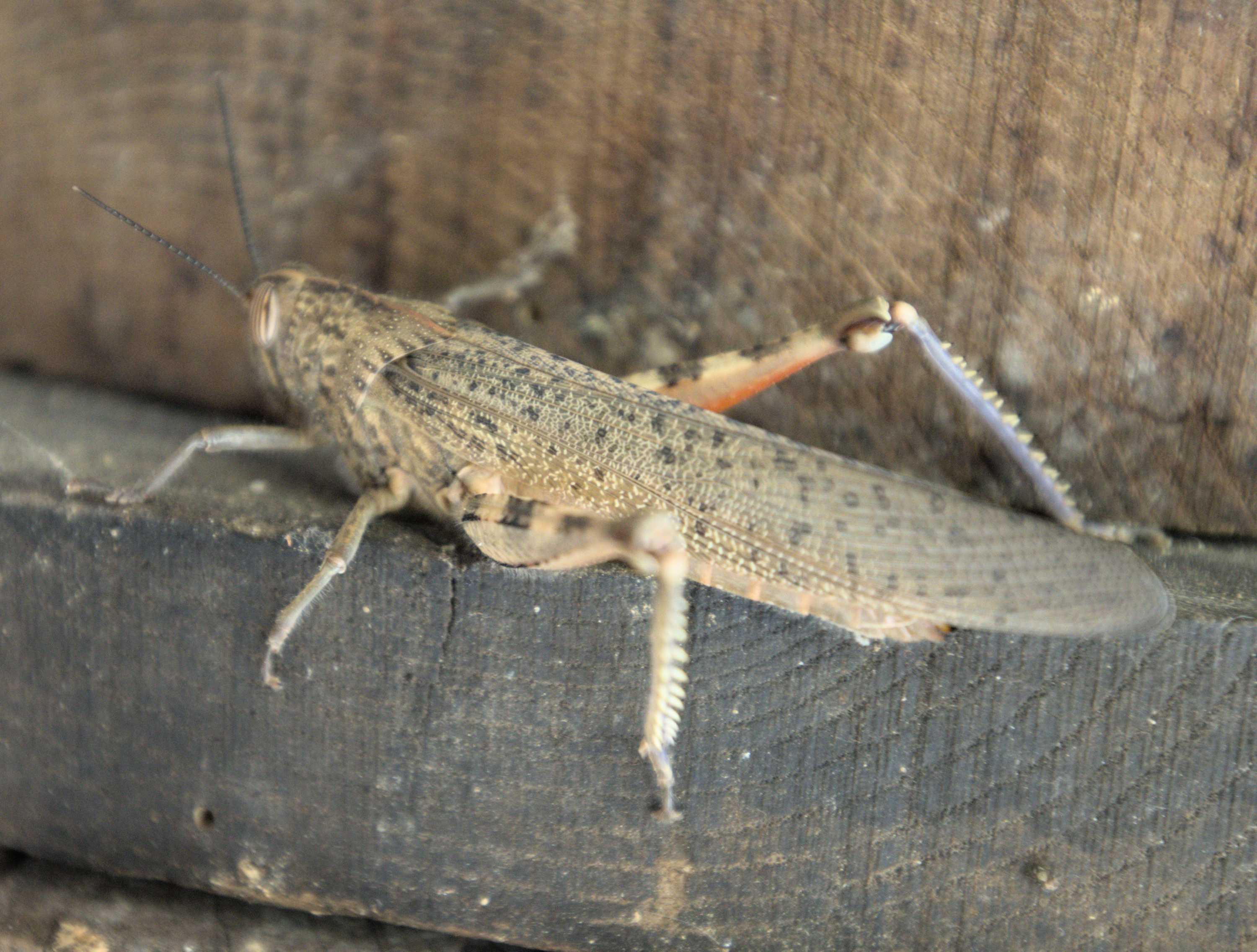 Ägyptische Vogelschrecke (Anacridium aegyptium), Lokation: Slowenien | Westslowenien | Küsten- und Karstgebiet | Komen Kategorien: Insekten, Familie: Acrididae (Feldheuschrecken), Datum: 15.09.2022