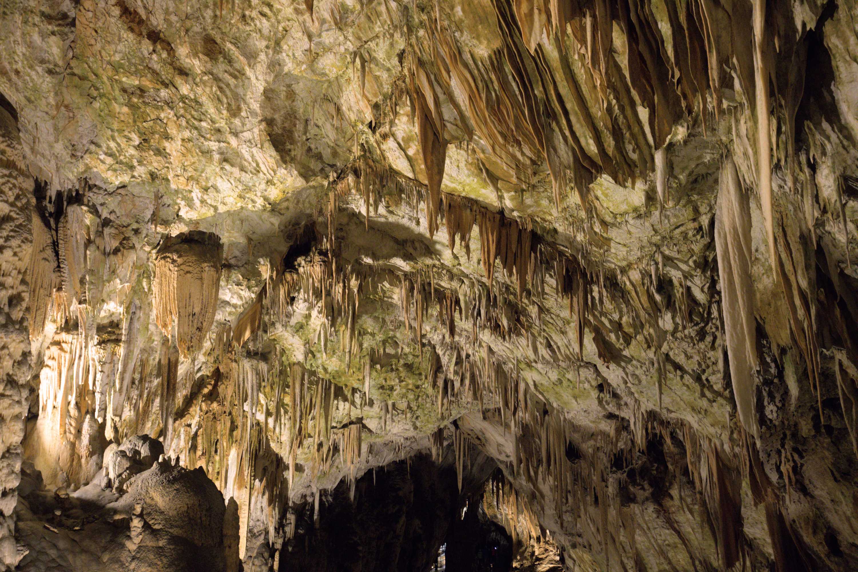 Lokation: Slowenien | Ostslowenien | Küstenland-Innerkrain | Postojna Kategorien: Höhle, Datum: 16.09.2022
