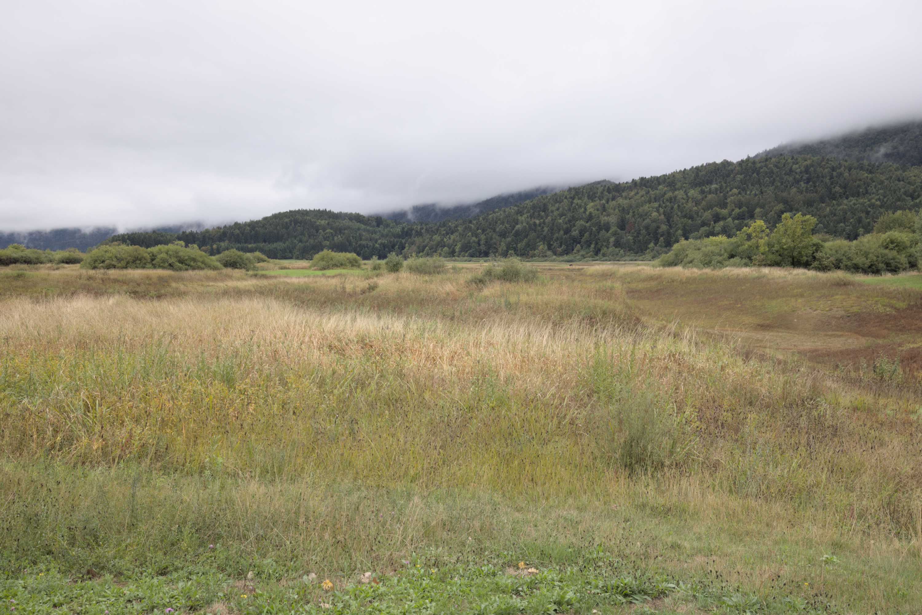 Lokation: Slowenien | Ostslowenien | Küstenland-Innerkrain | Cerknica Kategorien: Vegetation, Datum: 16.09.2022