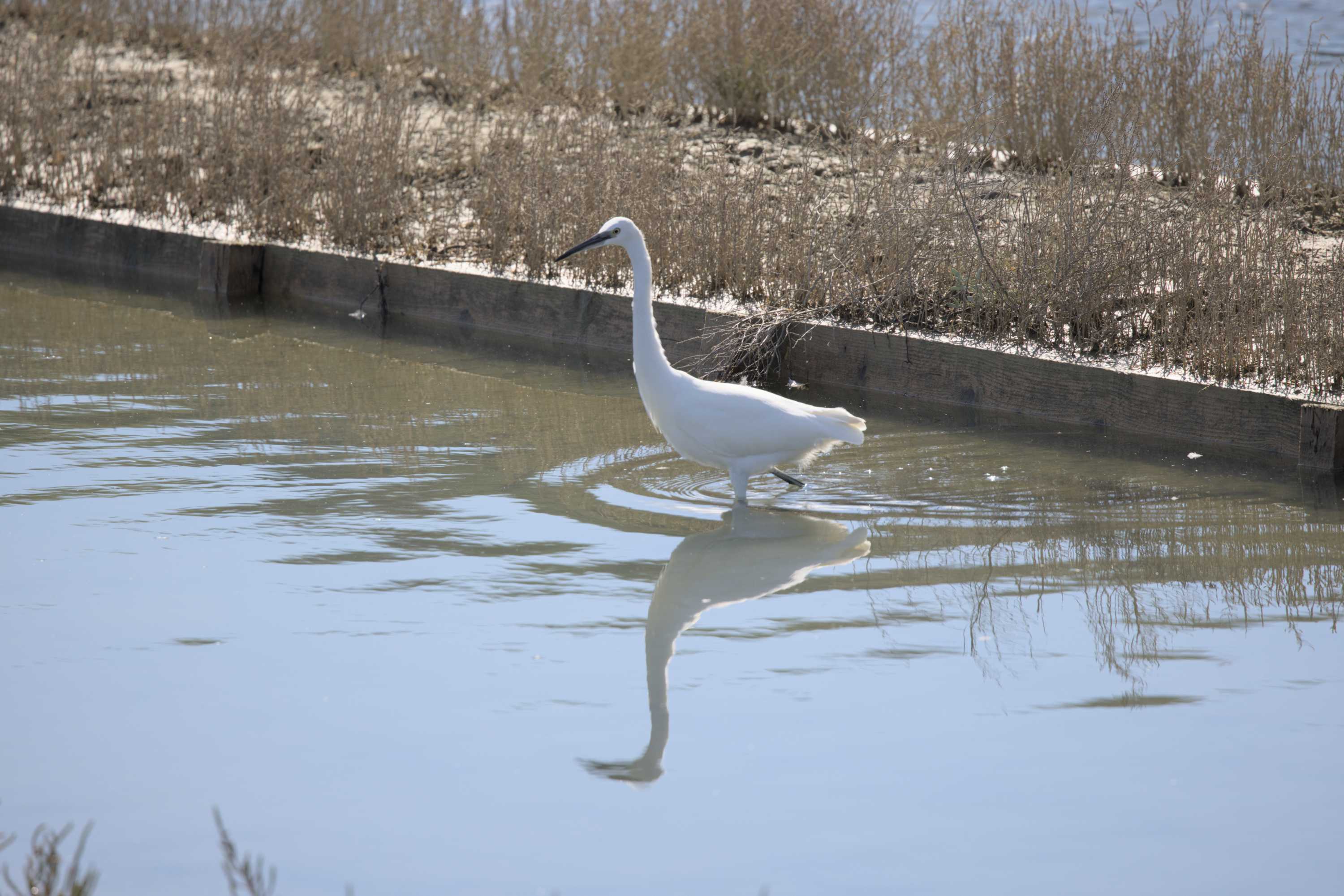 Lokation: Slowenien | Westslowenien | Küsten- und Karstgebiet | Piran Kategorien: Vögel, Lagune, Datum: 18.09.2022