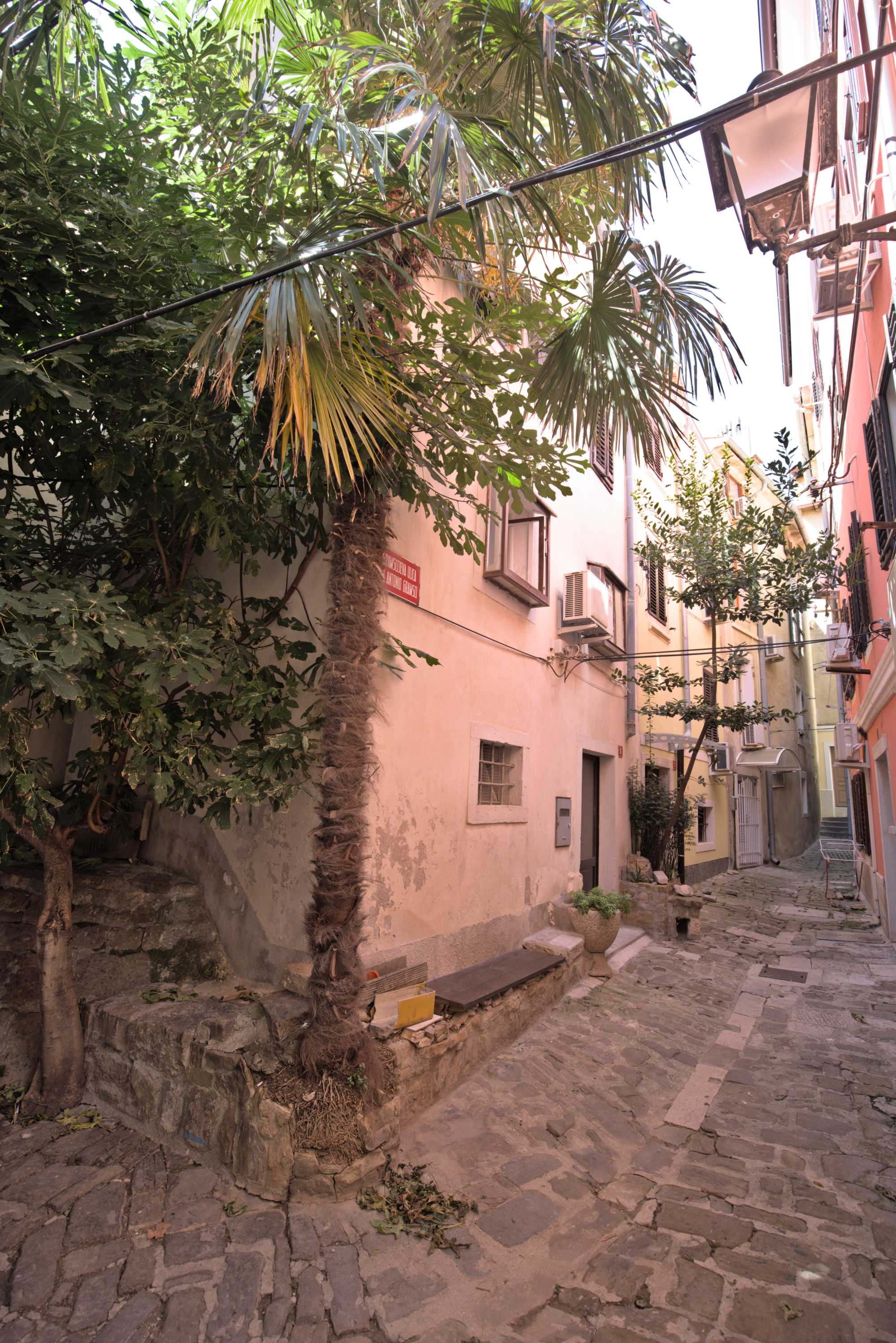 Lokation: Slowenien | Westslowenien | Küsten- und Karstgebiet | Piran Kategorien: Baum, Datum: 18.09.2022