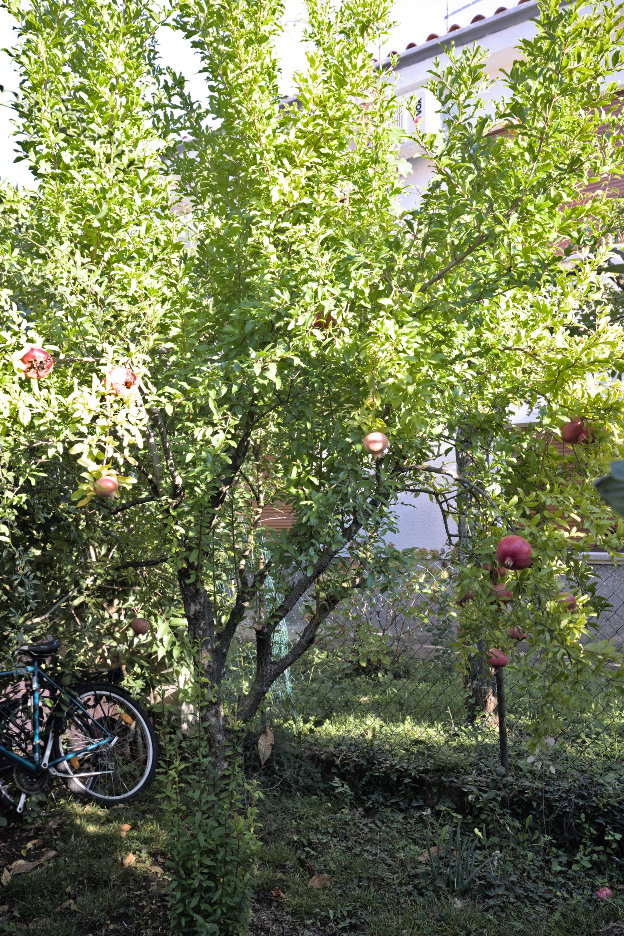 Lokation: Slowenien | Westslowenien | Küsten- und Karstgebiet | Izola Kategorien: Baum, Datum: 18.09.2022