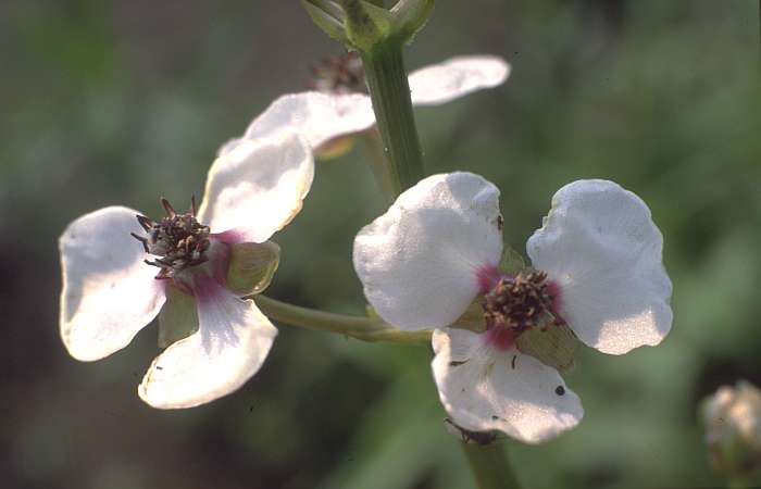 Sagittaria sagittifolia, Lokation: Vor Weiden am Uferknick (175). Kategorien: Einzelpflanzen, Datum: 12.07.1989