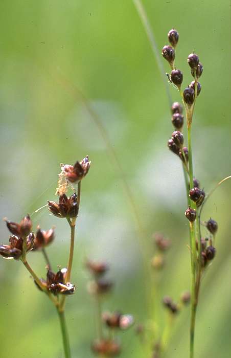 Juncus articulatus und Juncus compressus, Lokation: Vor Köster (bei 280). Kategorien: Einzelpflanzen, Datum: 19.07.1989
