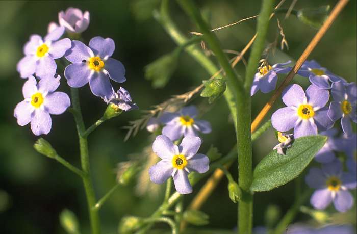 Myosotis scorpioides, Lokation: Bienener Altrhein vor Köster. Kategorien: Einzelpflanzen, Datum: 19.07.1989