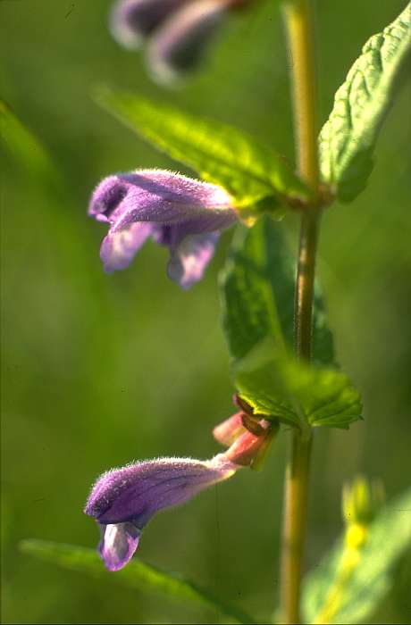 Scutellaria galericulata, Lokation: Bienener Altrhein hinter Köster (bei 50). Kategorien: Einzelpflanzen, Datum: 19.07.1989