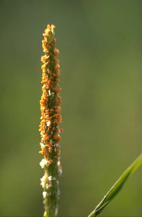 Alopecurus aequalis, Lokation: Bienener Altrhein hinter Weidengruppe Innenufer. Kategorien: Einzelpflanzen, Datum: 20.07.1989