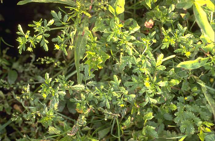 Potentilla supina, Lokation: Biener Altrhein, gegenüber von Köster. Kategorien: Einzelpflanzen, Datum: 20.07.1989