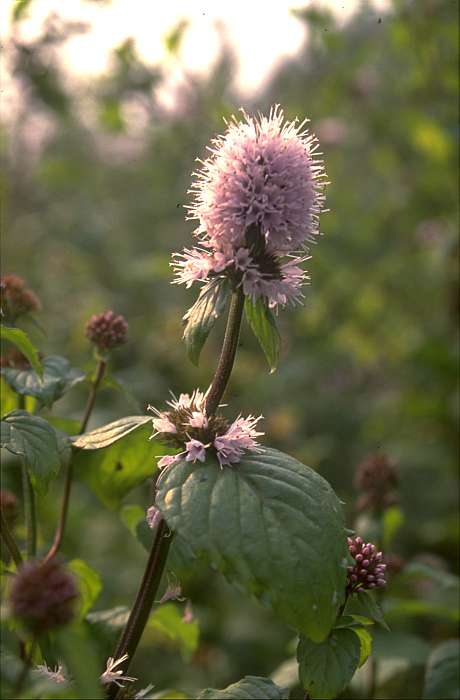 Mentha aquatica, Lokation: Altrhein an Brücke Richtung Bienener Schleuse. Kategorien: Einzelpflanzen, Datum: 06.09.1989