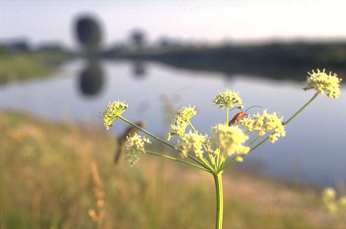 Peucedanum carvifolia, Lokation: E-Steilufer Rosau beim Bienener Altrhein Kategorien: Einzelpflanzen, Datum: 11.07.1991