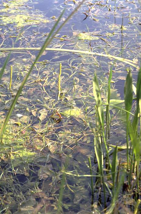 Potamogeton lucens, Lokation: Nördlichster Kolk Bienener Altrhein Kategorien: Einzelpflanzen, Datum: 15.07.1992