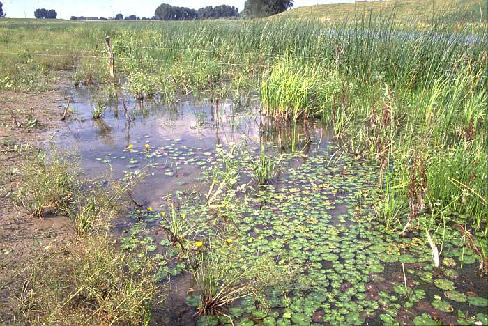 Nymphoidetum peltatae, Lokation: Rosau beim Bienener Altrhein Kategorien: Vegetation, Datum: 04.08.1992