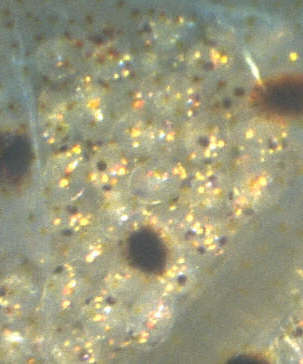 Eier im fortgeschrittenen Entwicklungsstadium, Lokation: Zuchtbecken Kategorien: Tiere, Aquarien, Datum: 13.06.2000