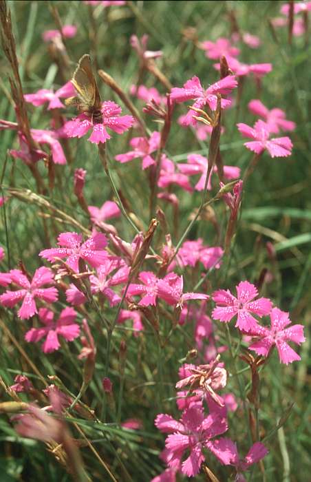 Dianthus deltoides, Lokation: Mülheim Kategorien: Einzelpflanzen, Datum: 13.07.1995
