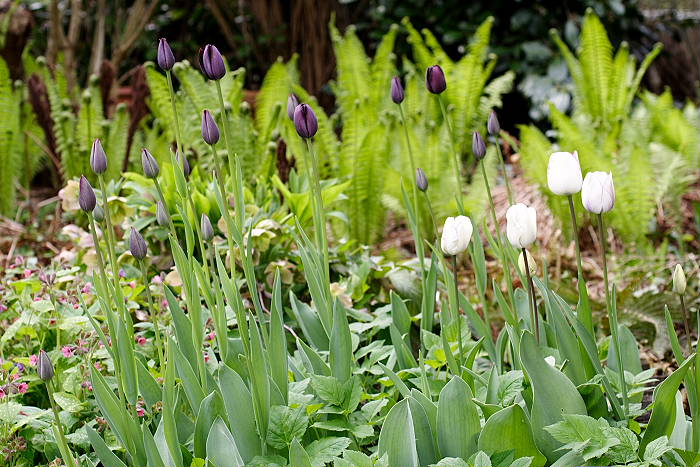 Lokation: Zuhause Kategorien: Garten, Datum: 17.04.2005