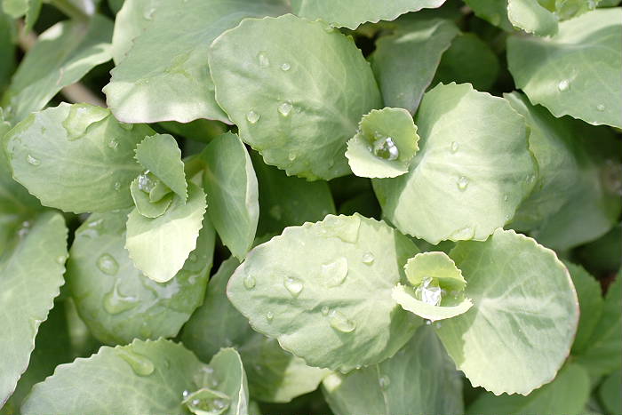 Lokation: Zuhause Kategorien: Blatt, Garten, Datum: 20.04.2005