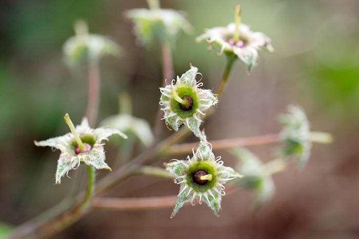 Lokation: Zuhause Kategorien: Blüte, Garten, Datum: 20.04.2005