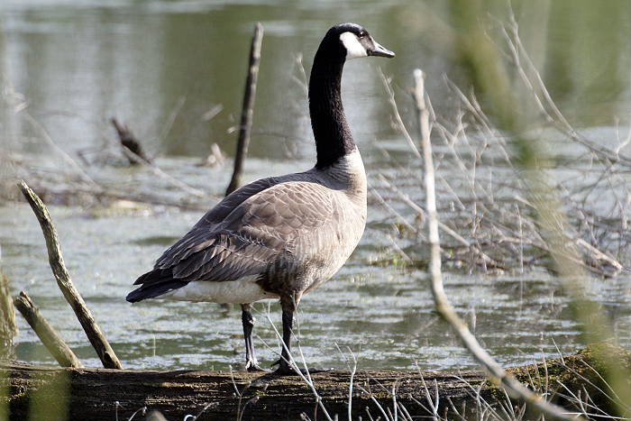 Lokation: Worringer Bruch Kategorien: Vögel, Datum: 21.04.2005