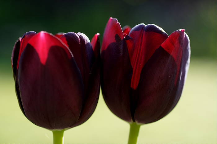 Lokation: Zuhause Kategorien: Blüte, Garten, Datum: 23.04.2005