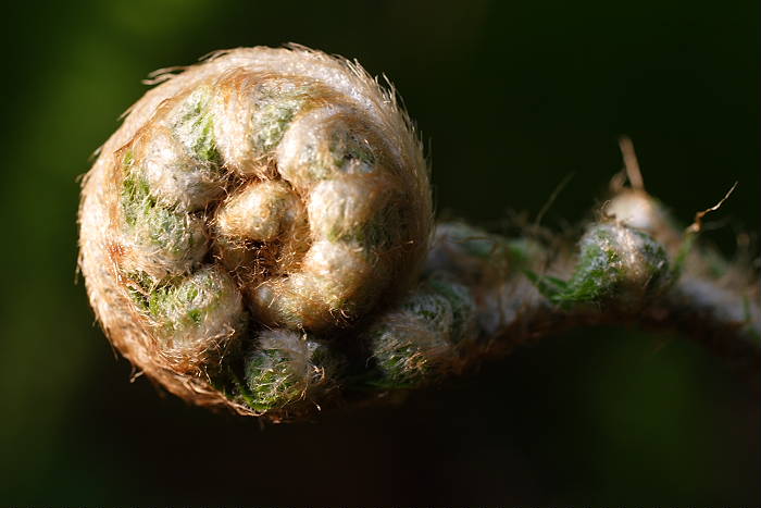 Lokation: Zuhause Kategorien: Blatt, Garten, Datum: 24.04.2005