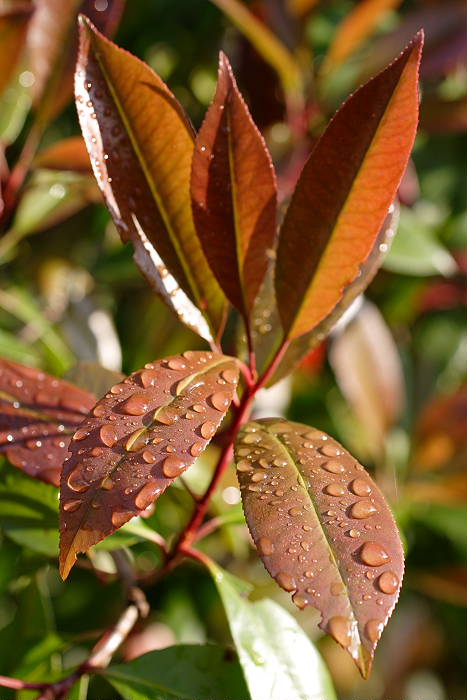 Lokation: Zuhause Kategorien: Blatt, Garten, Datum: 24.04.2005
