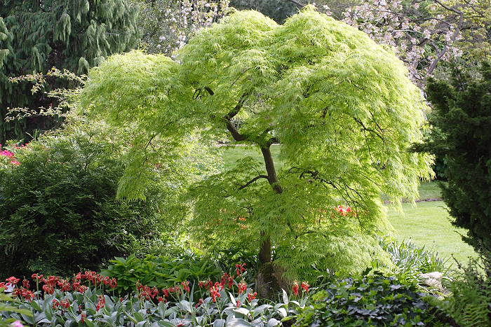 Lokation: Jap. Garten Leverkusen Kategorien: Garten, Datum: 24.04.2005