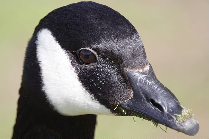 Lokation: Bergisch Gladbach, Saaler Mühle Kategorien: Vögel, Datum: 05.05.2005