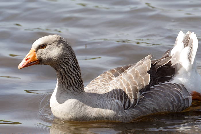 Lokation: Bergisch Gladbach, Saaler Mühle Kategorien: Vögel, Datum: 05.05.2005