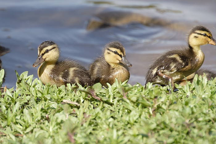 Lokation: Bergisch Gladbach, Saaler Mühle Kategorien: Vögel, Datum: 05.05.2005