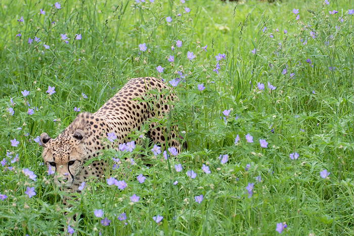 Lokation: Köln, Zoo Kategorien: Säugetiere, Datum: 22.05.2005