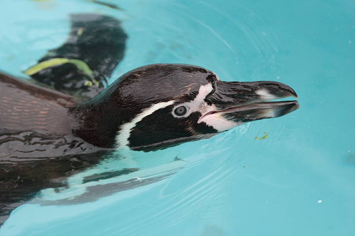 Lokation: Köln, Zoo Kategorien: Vögel, Datum: 22.05.2005
