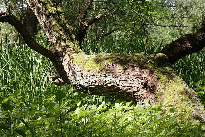 Lokation: NSG Kradepohlsmühlenweg Kategorien: Baum, Datum: 26.05.2005