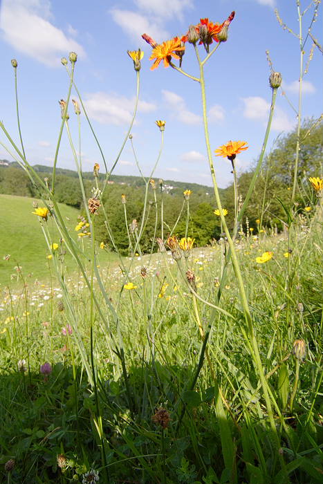 Lokation: Rösrath, Lüghausen Kategorien: Habitus, Datum: 18.06.2005