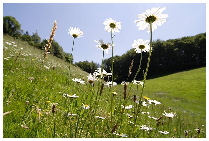 Lokation: Rösrath, Lüghausen Kategorien: Vegetation, Datum: 18.06.2005