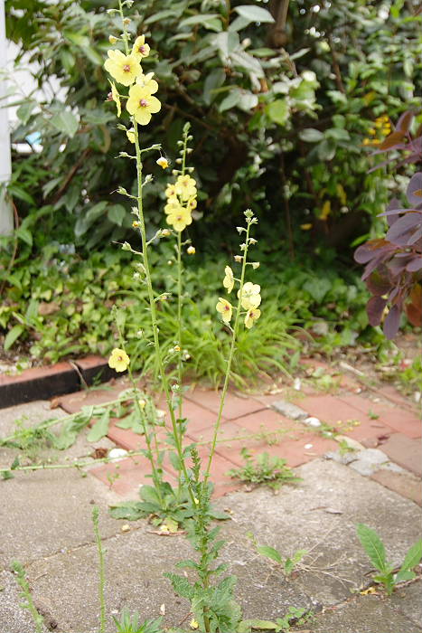 Lokation: Zuhause Kategorien: Habitus, Naturgarten, Datum: 25.06.2005