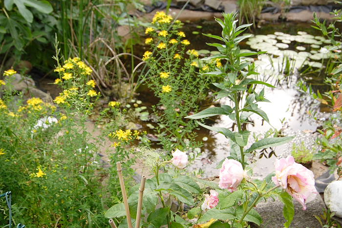 Lokation: Zuhause Kategorien: Teich, Datum: 25.06.2005