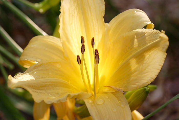 Lokation: Zuhause Kategorien: Blüte, Garten, Datum: 01.07.2005